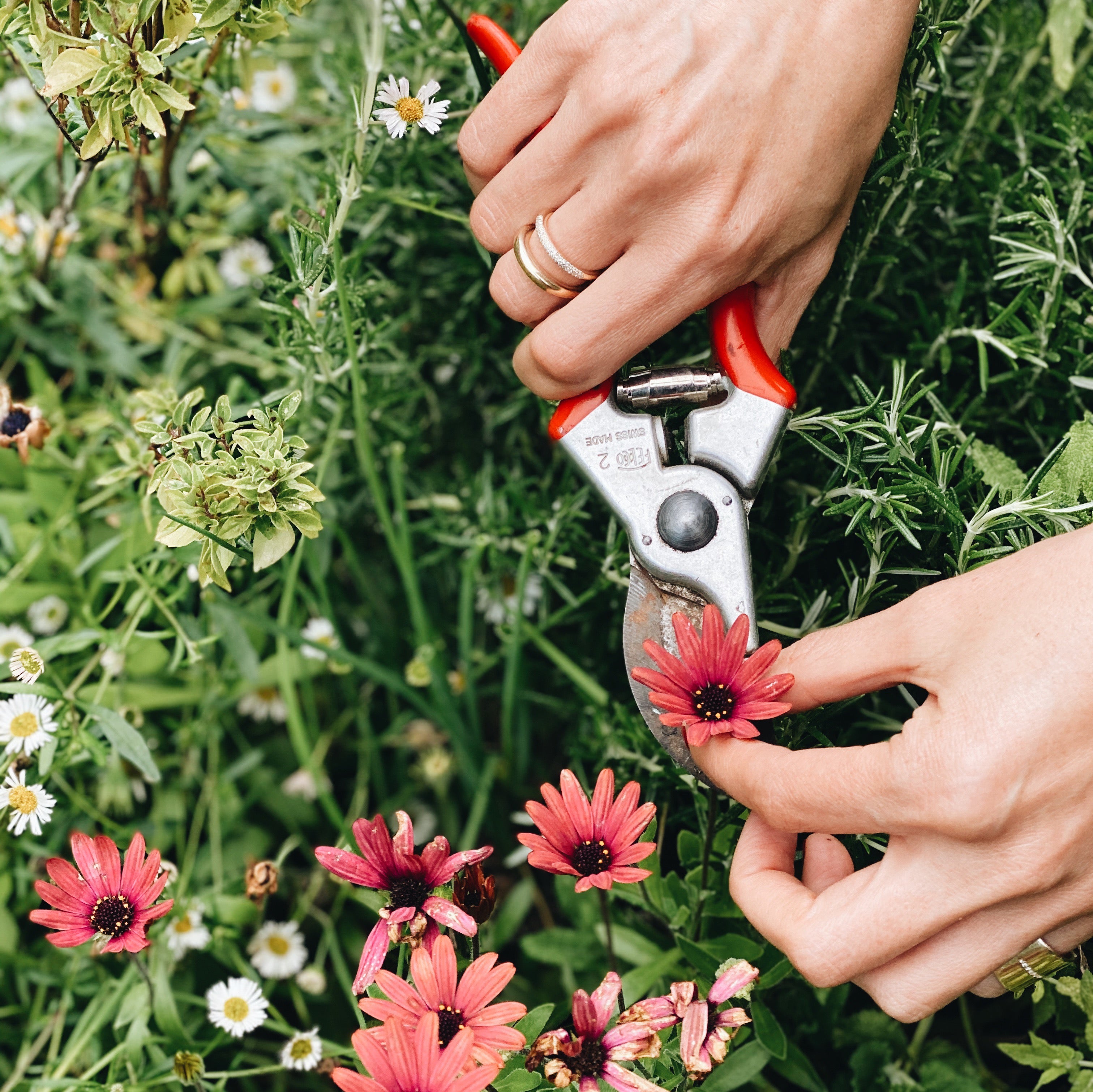How to make flower scented ice cubes