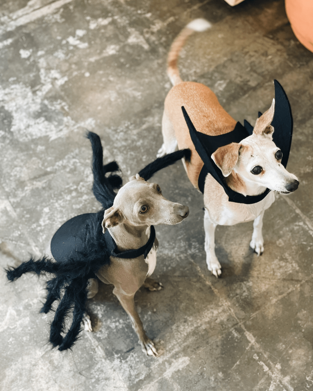 HOWL-O-WEEN - Gabriela Artigas + CO
